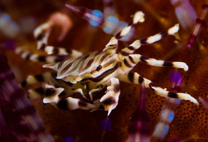 A pointed conversation. Zebra Urchin Crab by John Roach 